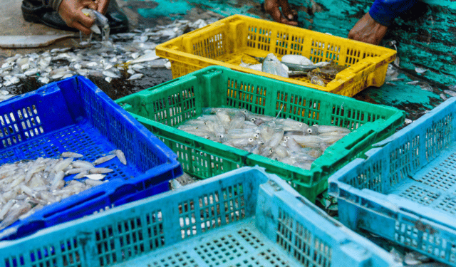 certificazione MSC per dieci specie marine
