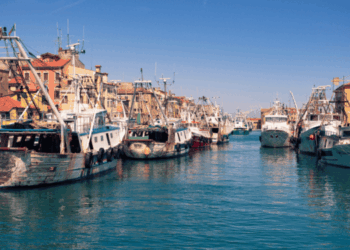 deroga alla taglia minima per le vongole