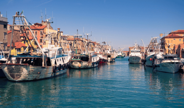 deroga alla taglia minima per le vongole