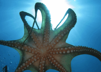 divieto all’allevamento intensivo di polpi