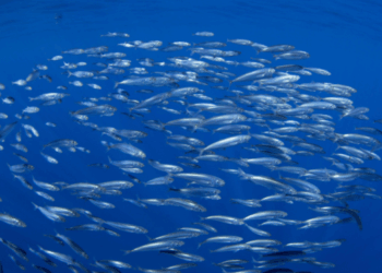 equilibrio tra pesca e biodiversità nel Mediterraneo