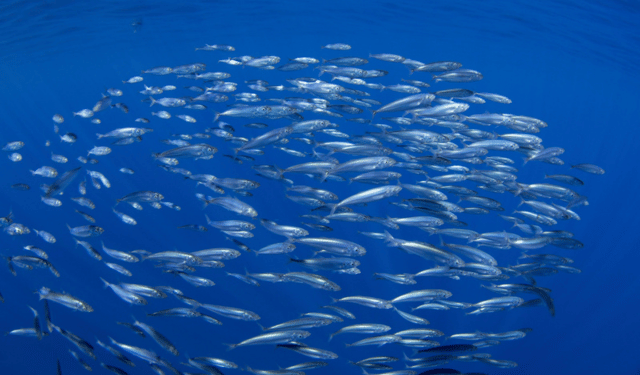 equilibrio tra pesca e biodiversità nel Mediterraneo
