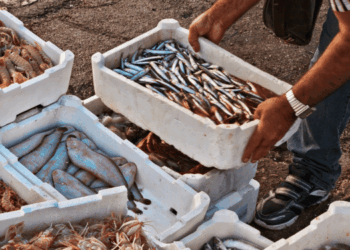 fermo pesca nel Tirreno e nello Ionio