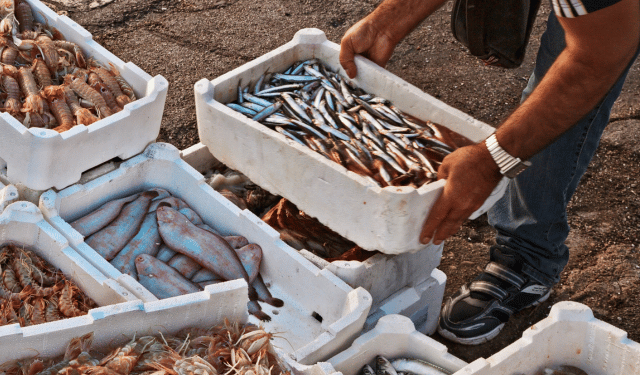 fermo pesca nel Tirreno e nello Ionio