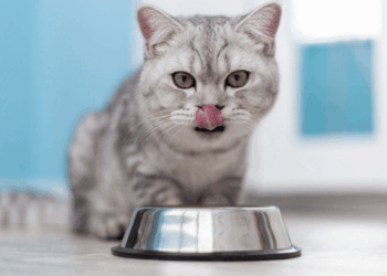 granchio blu pet food