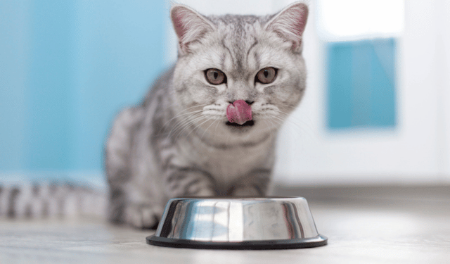 granchio blu pet food