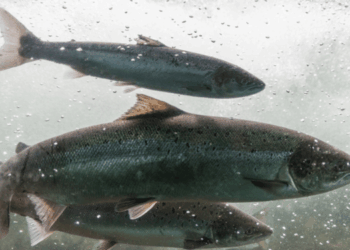 krill meal e guarigione del salmone atlantico