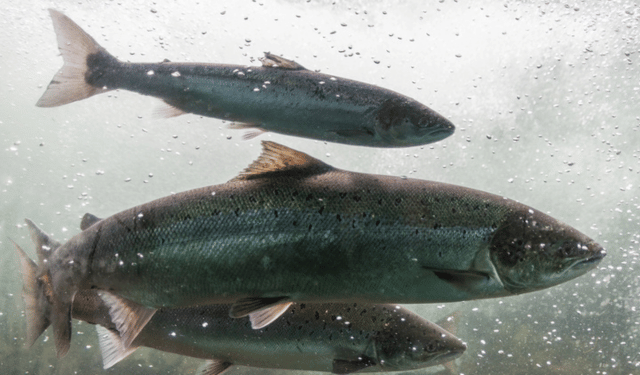 krill meal e guarigione del salmone atlantico