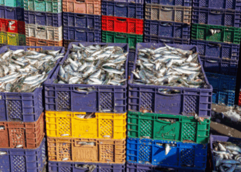 lavorazione del pesce in Africa