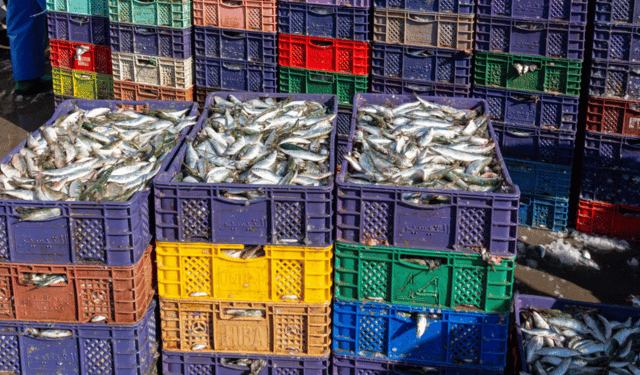 lavorazione del pesce in Africa