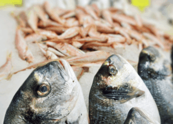 marketing del pesce consapevole