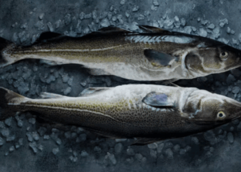 mercato del merluzzo in Italia nel 2024