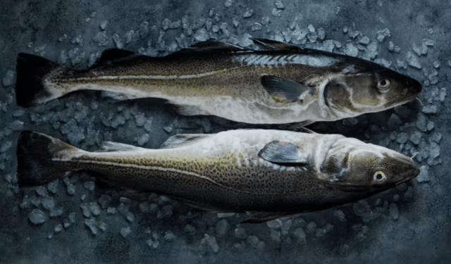 mercato del merluzzo in Italia nel 2024