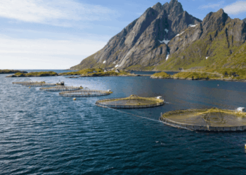 omega-3 e zinco nell’alimentazione del salmone