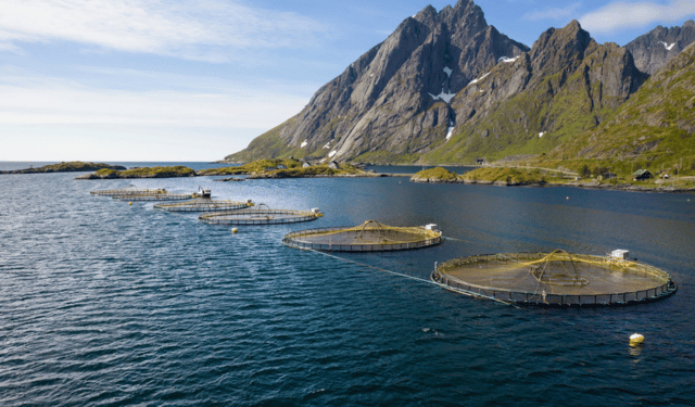 omega-3 e zinco nell’alimentazione del salmone