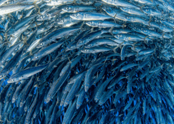 settore degli ingredienti marini