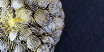 taglia minima della Chamelea gallina in acquacoltura