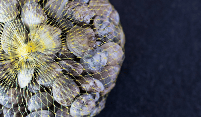 taglia minima della Chamelea gallina in acquacoltura