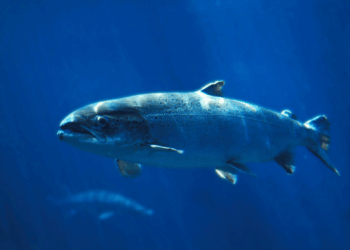 temperatura dell’acqua nel salmone atlantico