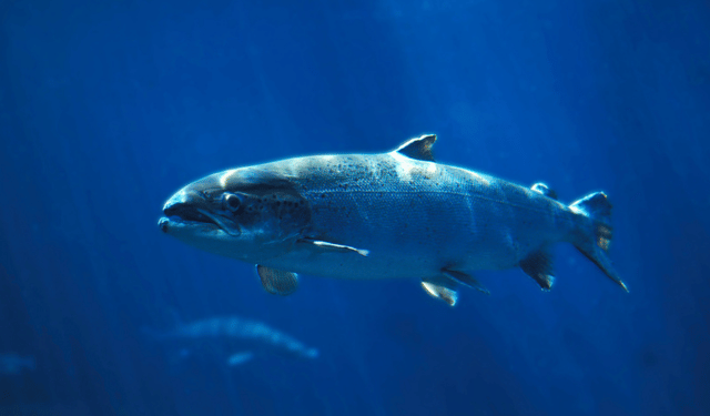 temperatura dell’acqua nel salmone atlantico