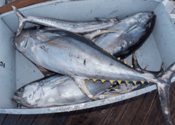 EU Tightens Rules on Brine-Freezing for Tuna Safety