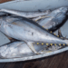 EU Tightens Rules on Brine-Freezing for Tuna Safety