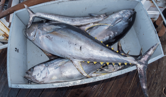 EU Tightens Rules on Brine-Freezing for Tuna Safety
