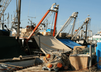 Federpesca Adriatico