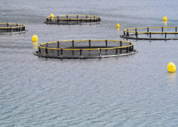 Italian Aquaculture: Data, Innovation and Sustainability