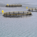 Italian Aquaculture: Data, Innovation and Sustainability