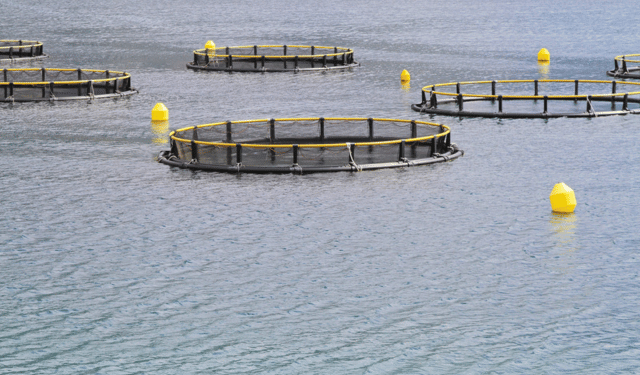 Italian Aquaculture: Data, Innovation and Sustainability