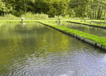 Italian Aquaculture Shifts Toward Responsible Farming