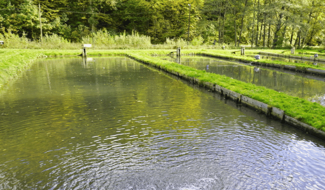 Italian Aquaculture Shifts Toward Responsible Farming