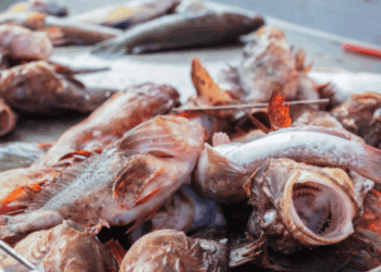 Italian Fish Market 2025- Stability and Sustainability