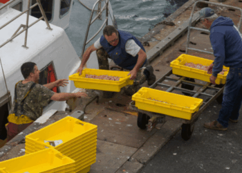 La pesca percorso professionale per i giovani