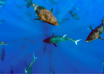Young Bluefin Tuna Diet Is Shifting in the Mediterranean, Revealing Key Ecosystem Changes