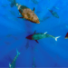 Young Bluefin Tuna Diet Is Shifting in the Mediterranean, Revealing Key Ecosystem Changes