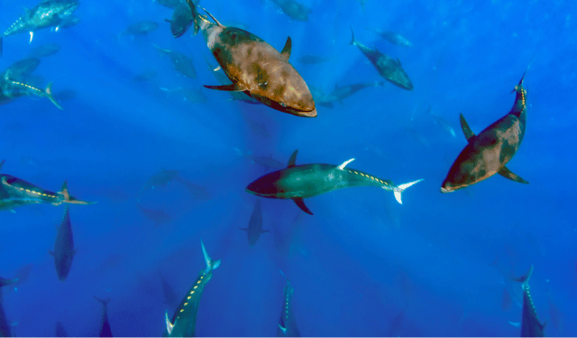 Young Bluefin Tuna Diet Is Shifting in the Mediterranean, Revealing Key Ecosystem Changes