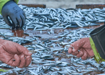 acquacoltura e pesca delle acciughe in Perù