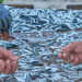 acquacoltura e pesca delle acciughe in Perù