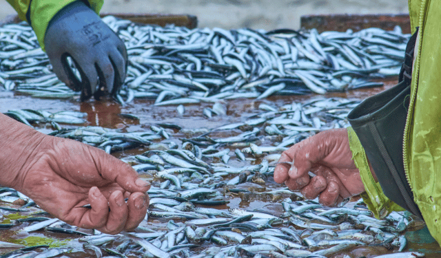 acquacoltura e pesca delle acciughe in Perù