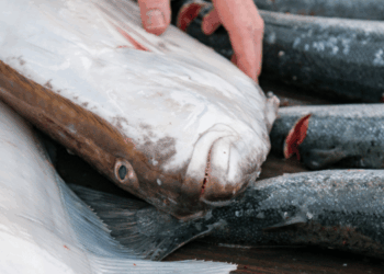 allevamento dell’ippoglosso atlantico