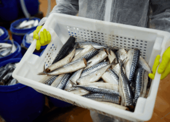 industria ittica europea