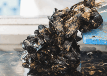 mitilicoltura europea e cambiamenti climatici