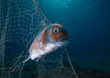 pesca fantasma nel mare