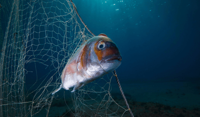 pesca fantasma nel mare