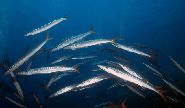 riscaldamento degli oceani e pesca