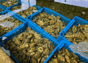 How “Blue Taxation” Could Transform Italy’s Blue Economy