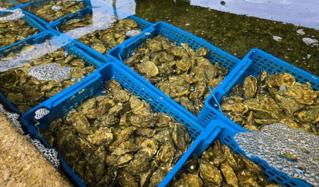 How “Blue Taxation” Could Transform Italy’s Blue Economy