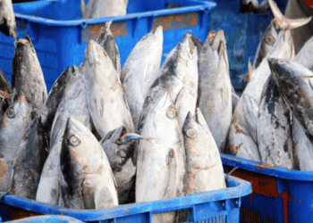 EU tuna imports 2025: extra-EU dependence grows